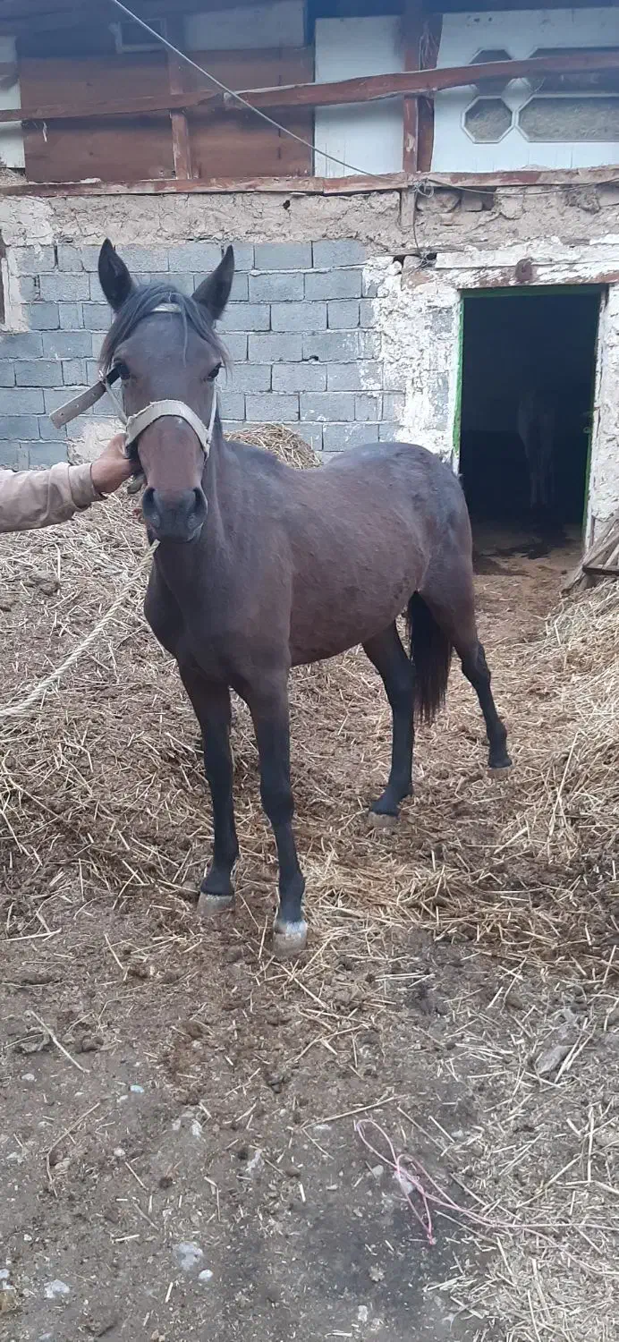 اسب|حیوانات مزرعه|ساری, |دیوار