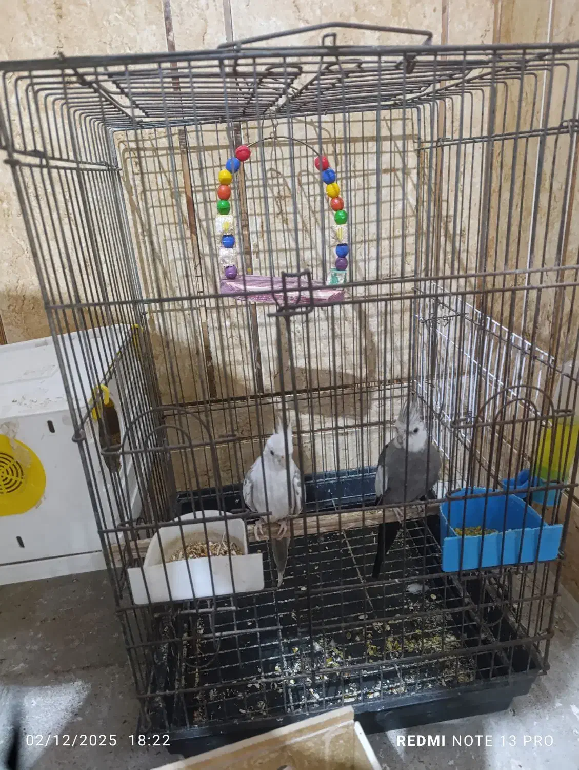 عروس هلندی وایت فیس و دوکت|پرنده|شادگان, |دیوار