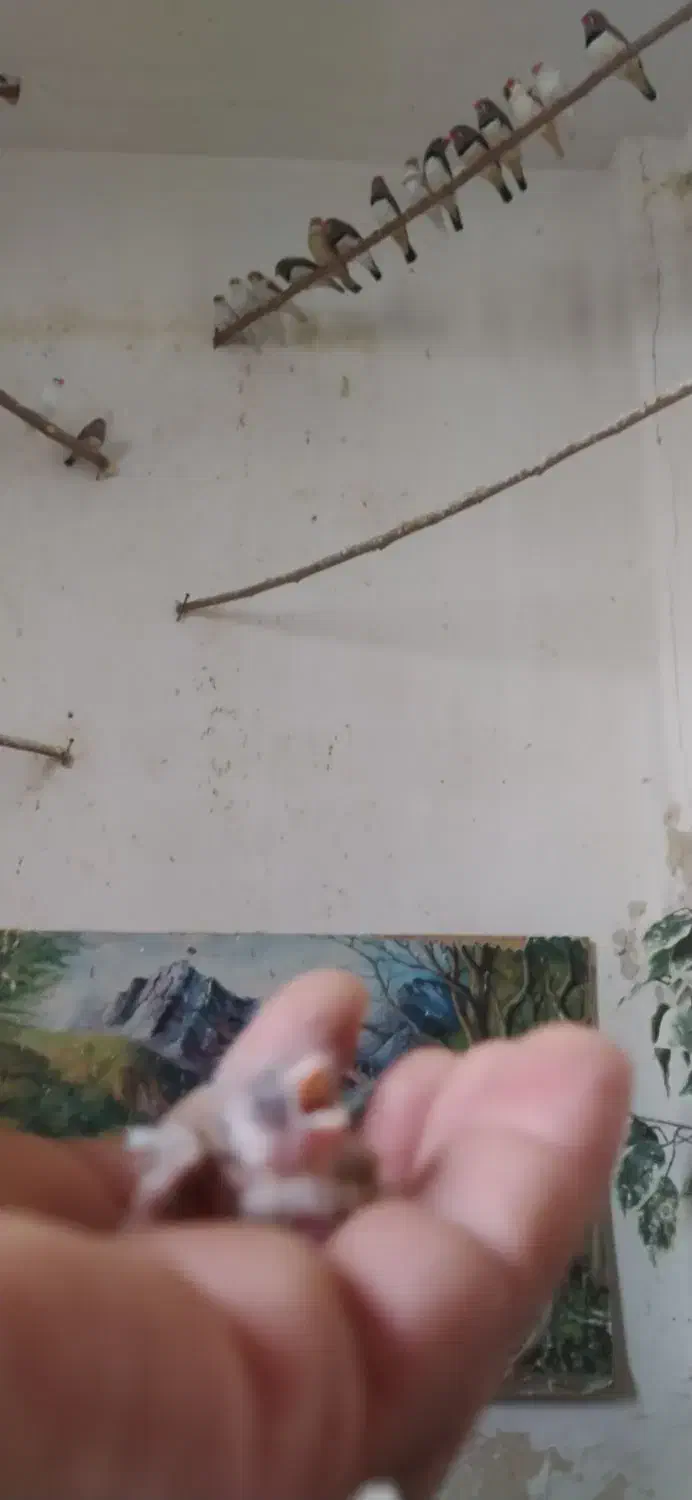 پرنده فنچ|پرنده|قزوین, |دیوار