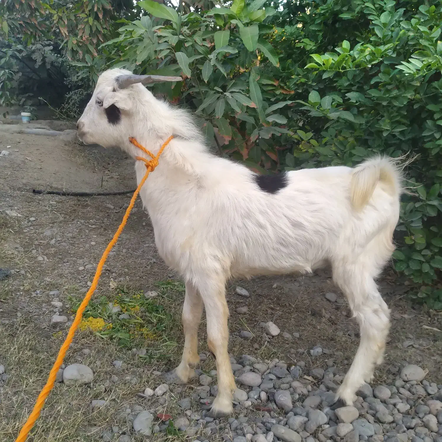 کهره نر چاق و چله نذری|حیوانات مزرعه|میناب, |دیوار