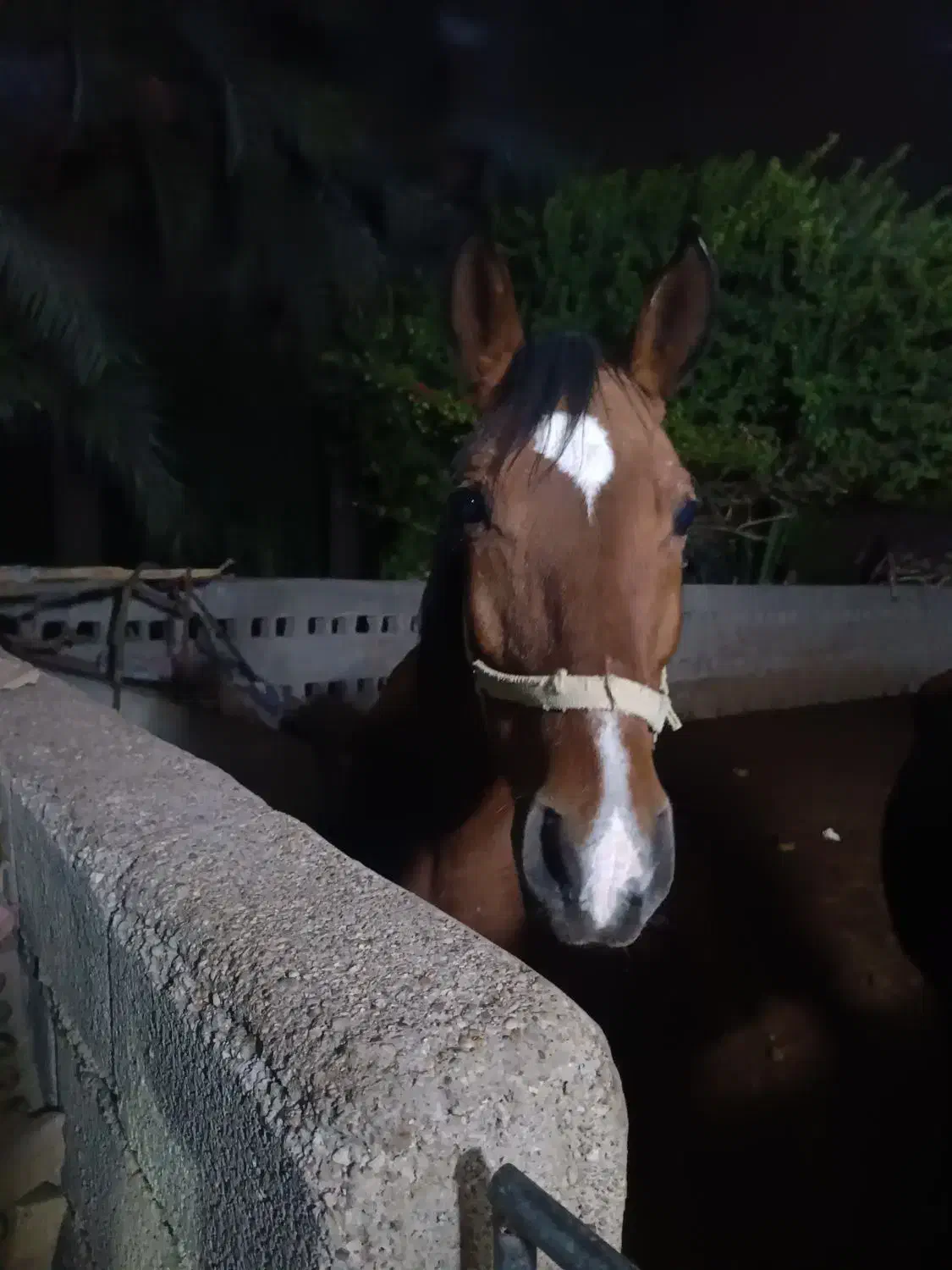 فروش اسب|اسب و تجهیزات اسب‌سواری|شوشتر, |دیوار