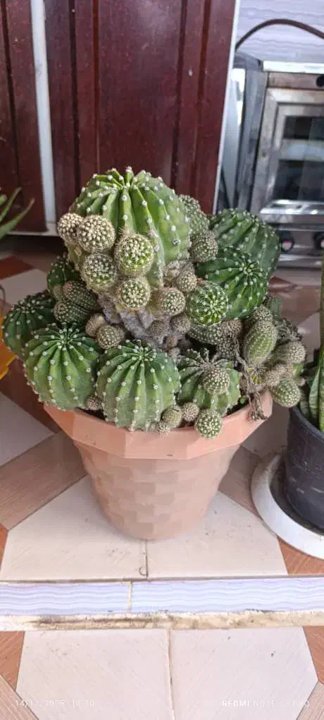 گل سانسوریا و کاکتوس|گل و گیاه طبیعی|آزادشهر, |دیوار