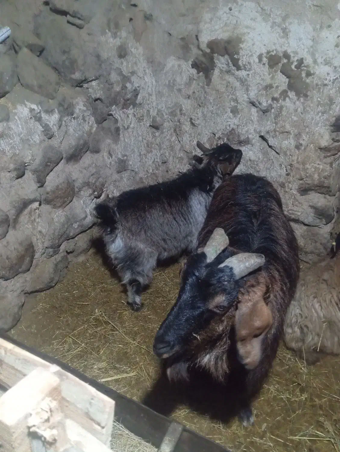 حیوان|حیوانات مزرعه|صومای برادوست, |دیوار