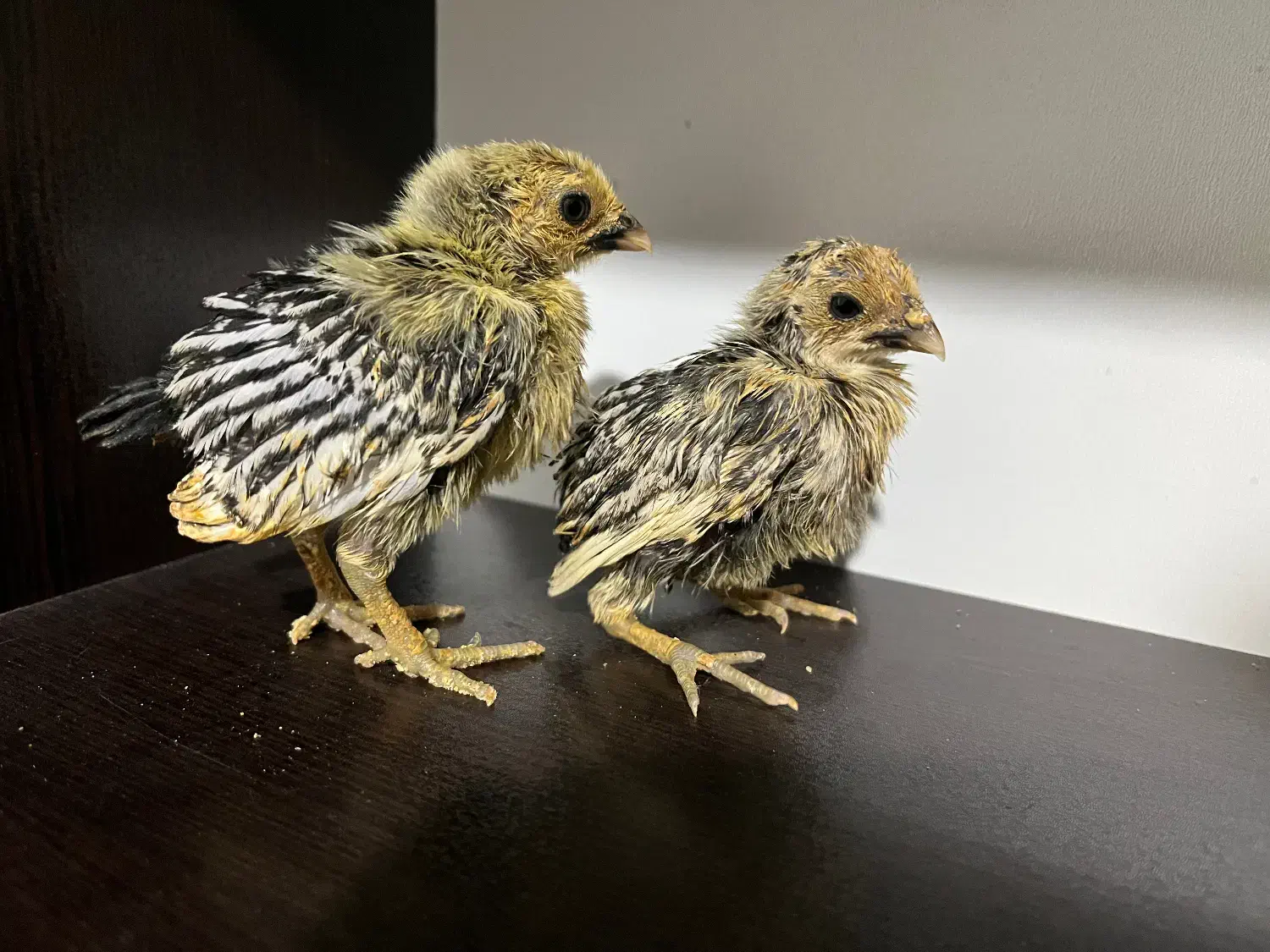 جوجه ۷ روزه سبرایت سیلور|حیوانات مزرعه|رشت, حسین آباد|دیوار