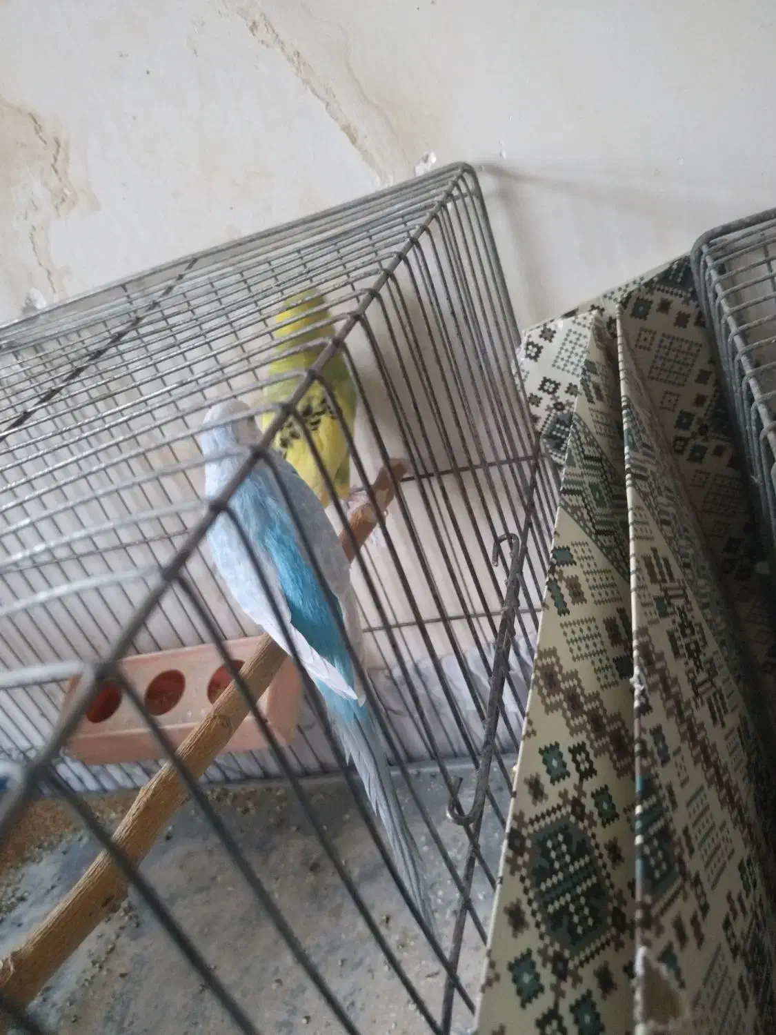 مرغ عشق|پرنده|شیراز, جرسقان|دیوار