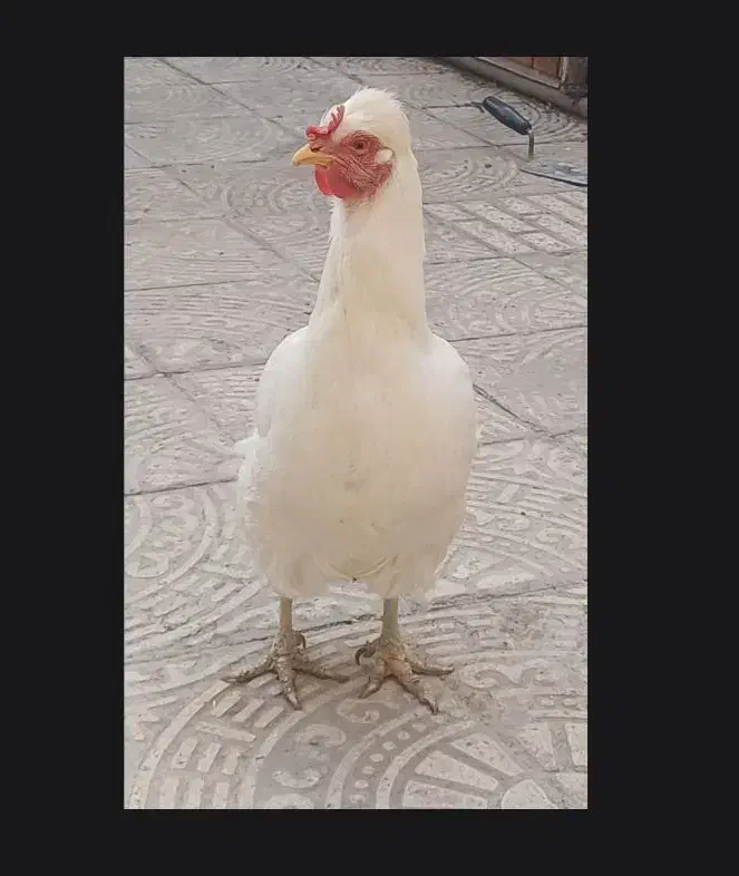 مرغ|حیوانات مزرعه|لنجان, |دیوار