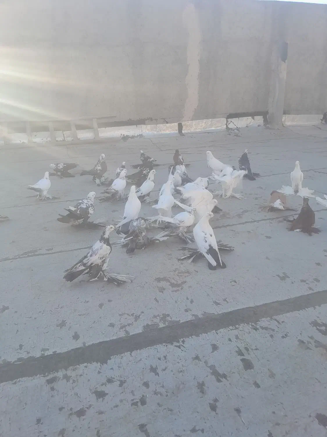 کفتر|پرنده|تبریز, |دیوار