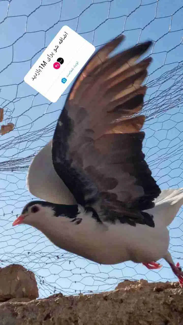 تعدادی کبوتر خوشکل|پرنده|فردوس (کرمان), |دیوار