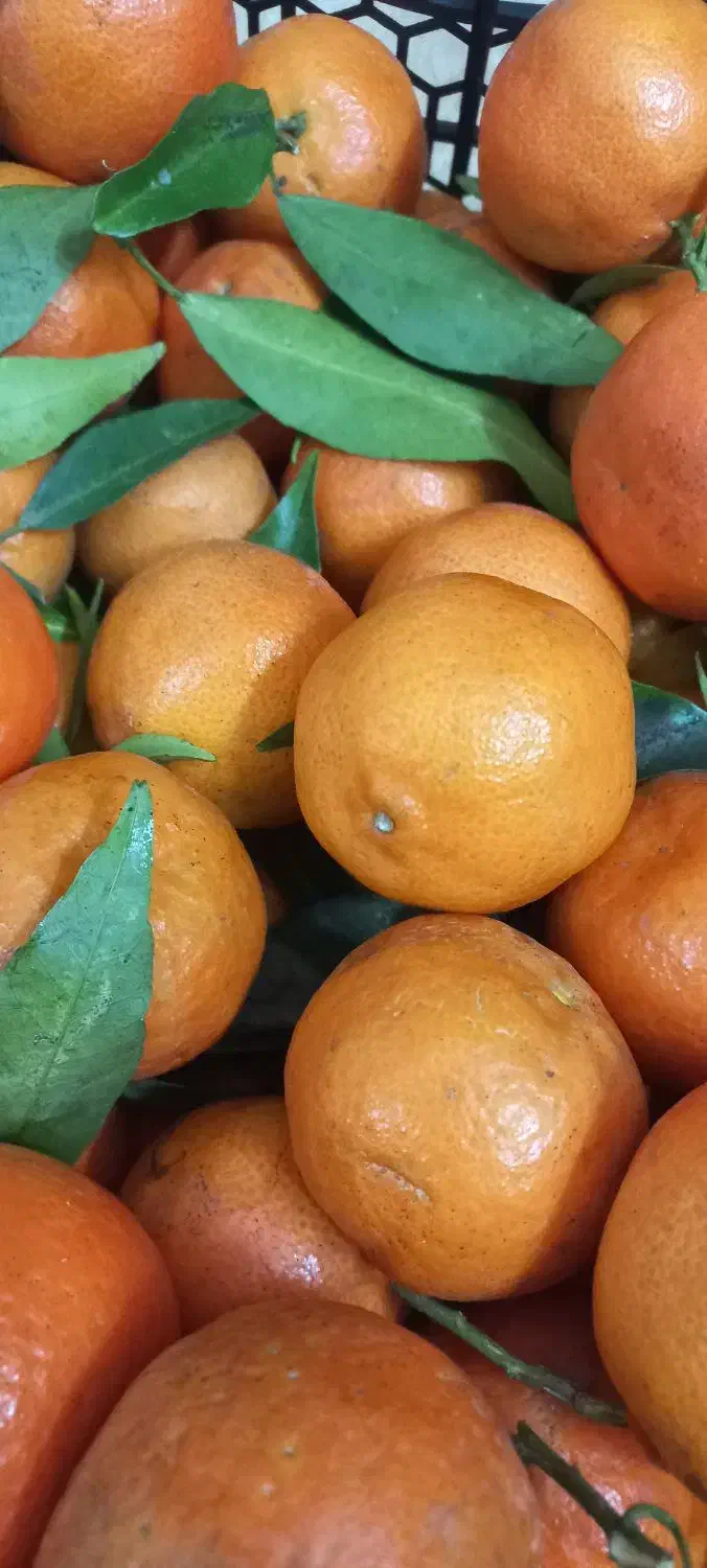 کرماتین پیوندی شیرین در حد|خوردنی و آشامیدنی|آشخانه, |دیوار