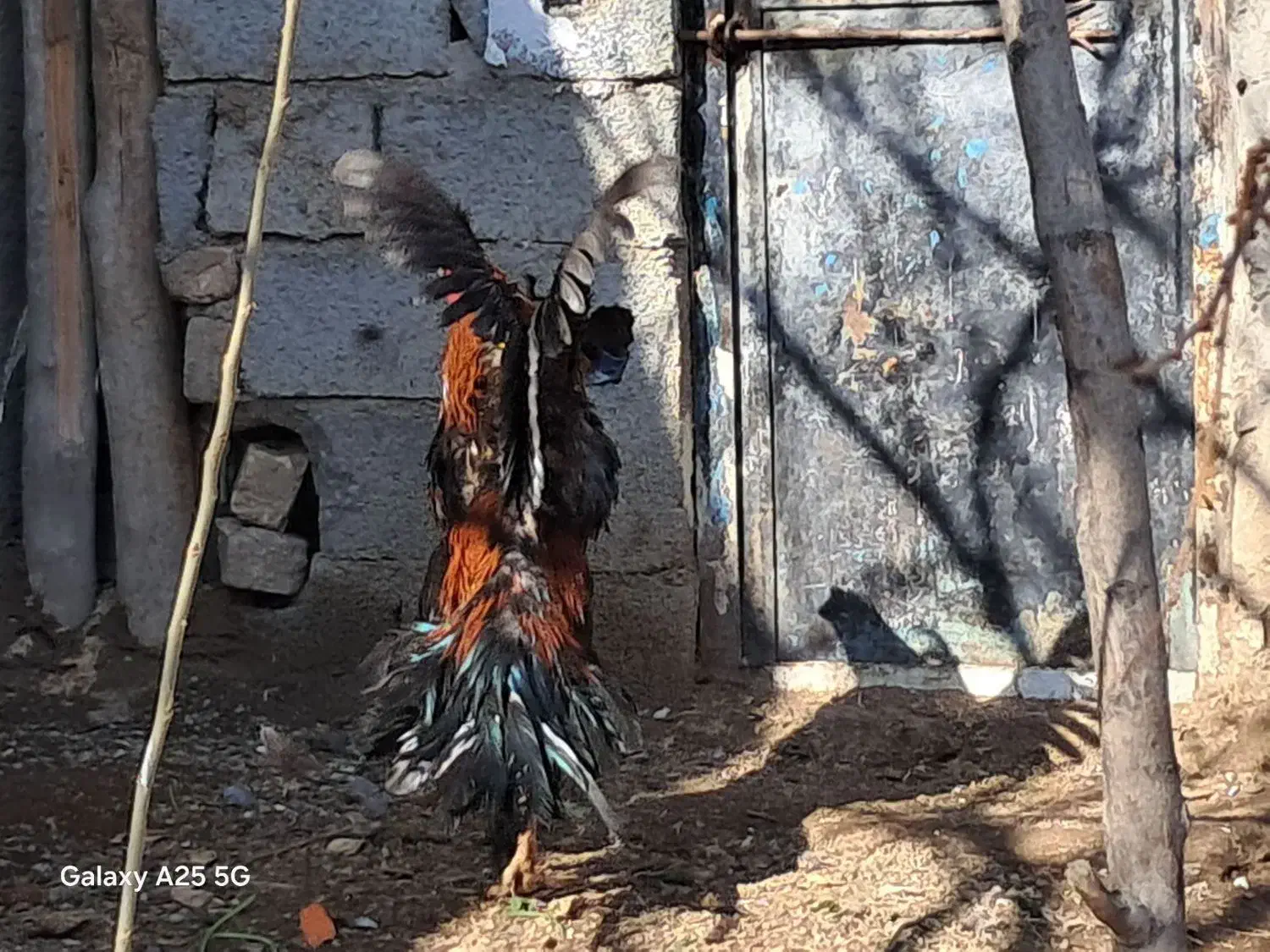 خروس لاری|حیوانات مزرعه|قزوین, |دیوار