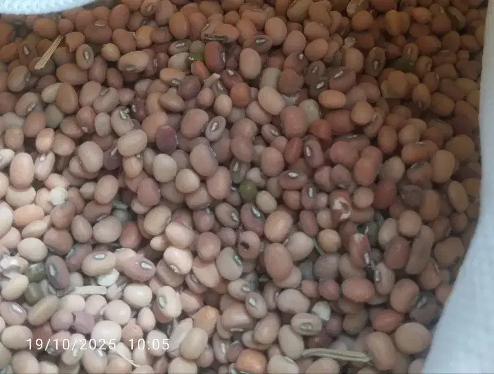 لوبیا محلی جیرفتی|عمدهفروشی|کهنوج, |دیوار