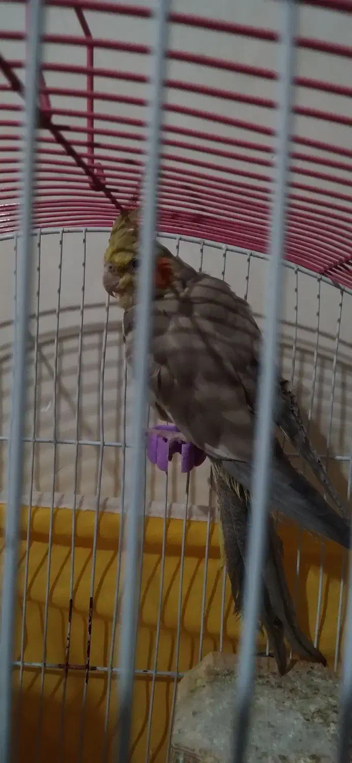 عروس|پرنده|رشت, حومه رشت|دیوار