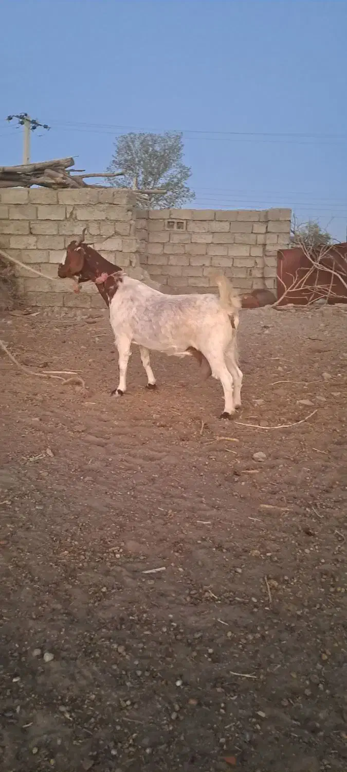 یه بز دوقلوها آبستن بادو کهره نر|حیوانات مزرعه|ارزوئیه, |دیوار