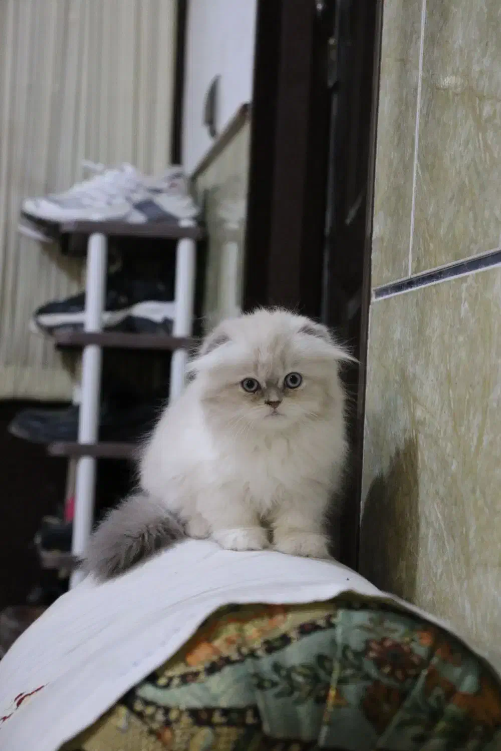 گربه پرشین|گربه|بم, |دیوار