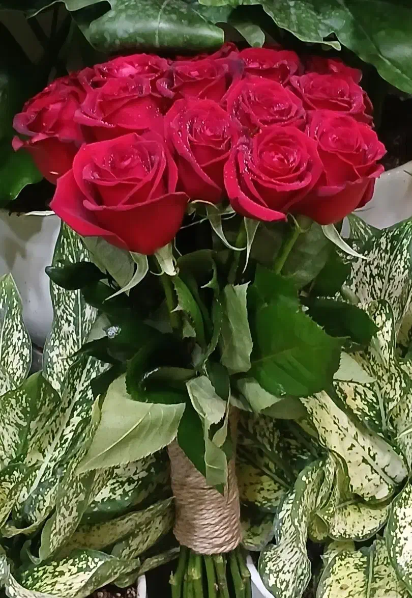 گل رز هلندی محصول باکیفیت|گل و گیاه طبیعی|تهران, نیلوفر|دیوار