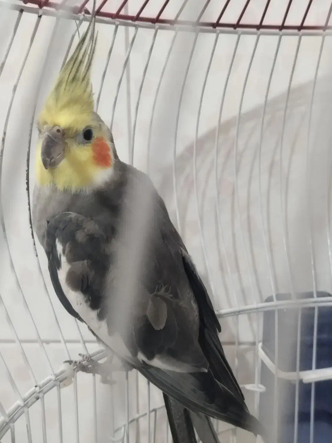 عروس هلندی آوازخوان|پرنده|ساری, |دیوار