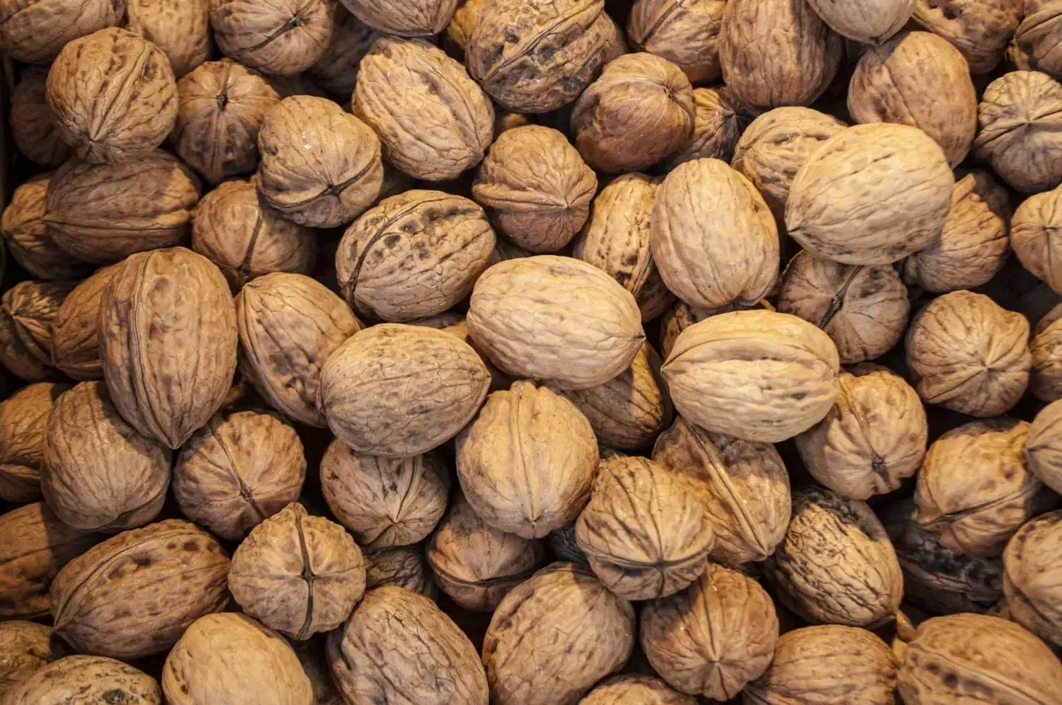 گردوی مخلوط (سفیدوقهوه ای)|خوردنی و آشامیدنی|سلماس, |دیوار