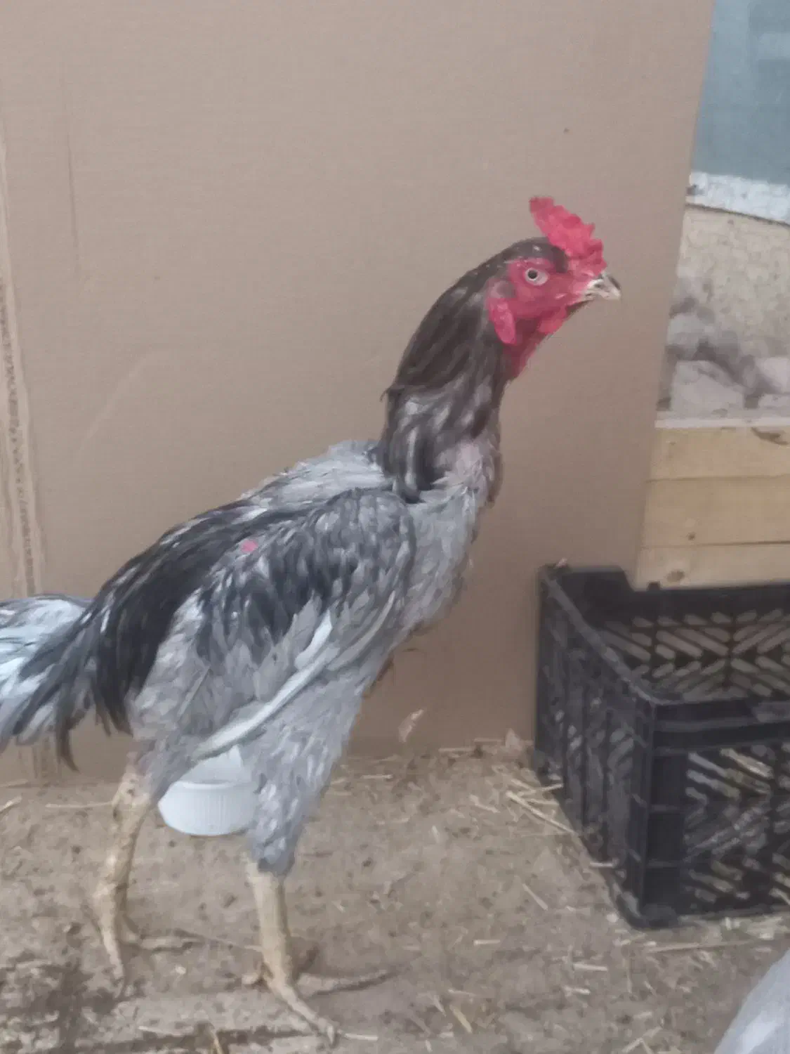 خروس لاری|حیوانات مزرعه|قم, قلعه یزدیها|دیوار