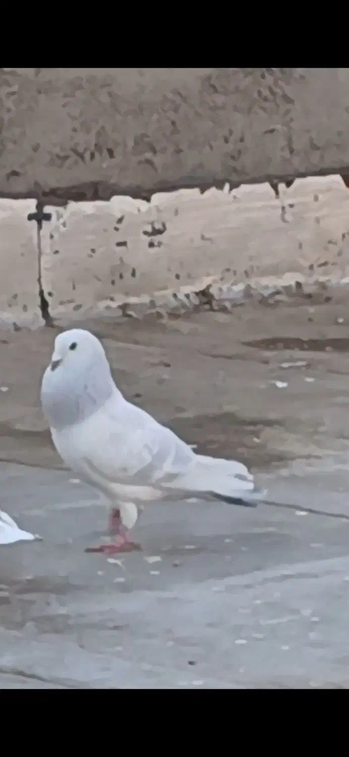 کبوتر شامی|پرنده|قزوین, |دیوار