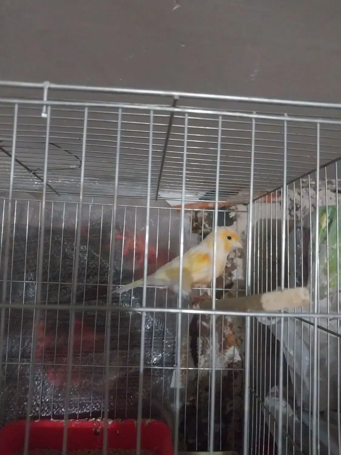 قناری پرتغالی|پرنده|قرچک, باقرآباد|دیوار