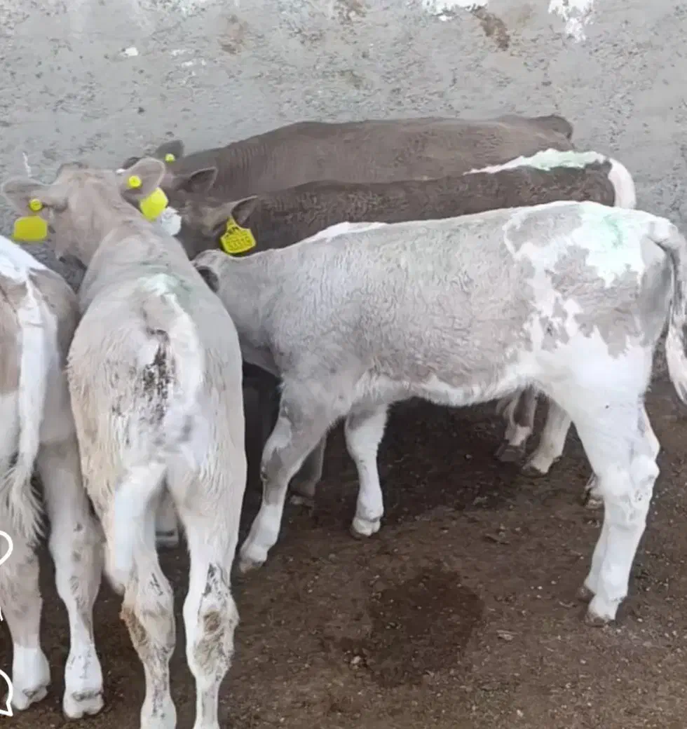 خرید و فروش گوساله|حیوانات مزرعه|بندر ترکمن, |دیوار