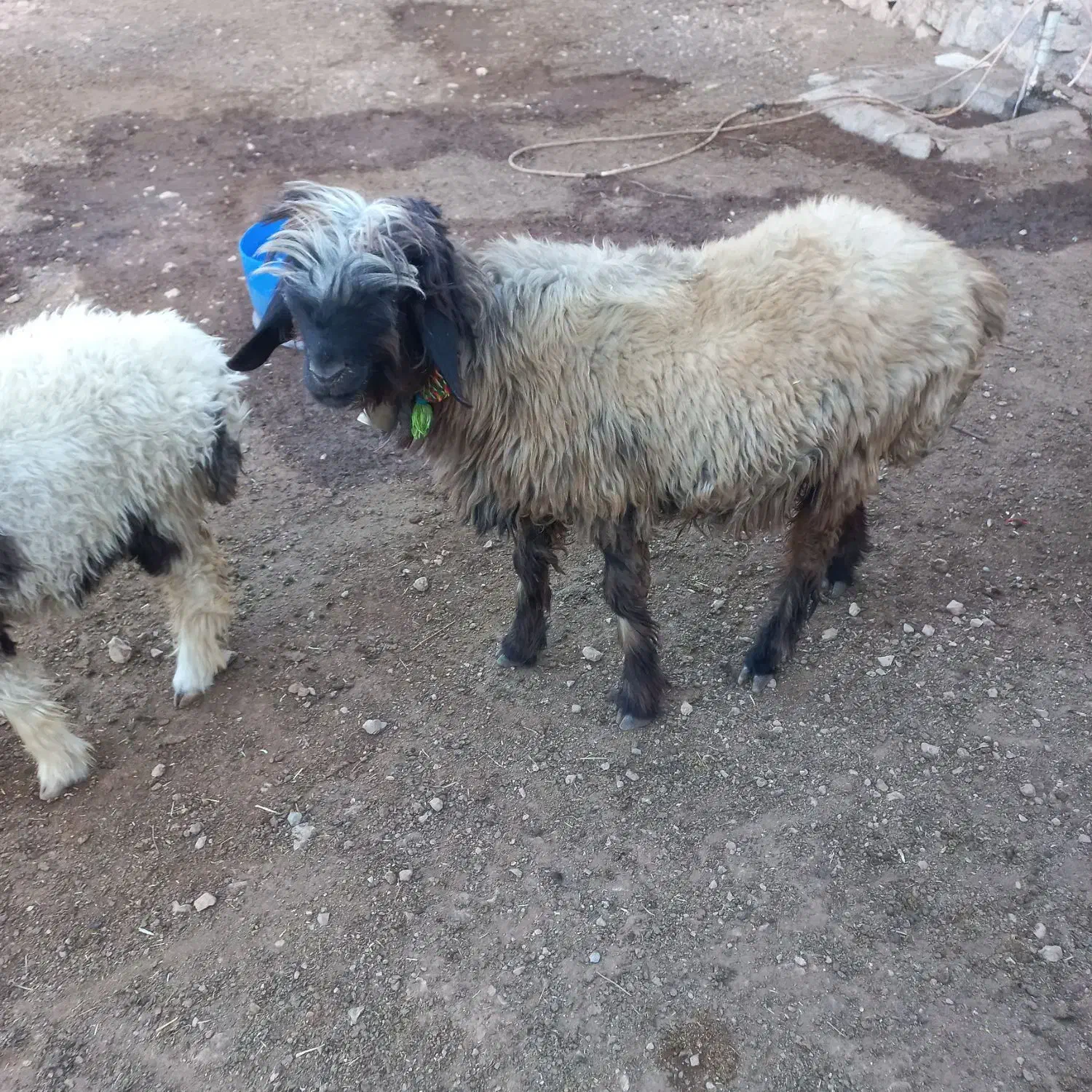 گوسفند داشتی|حیوانات مزرعه|کیار, |دیوار