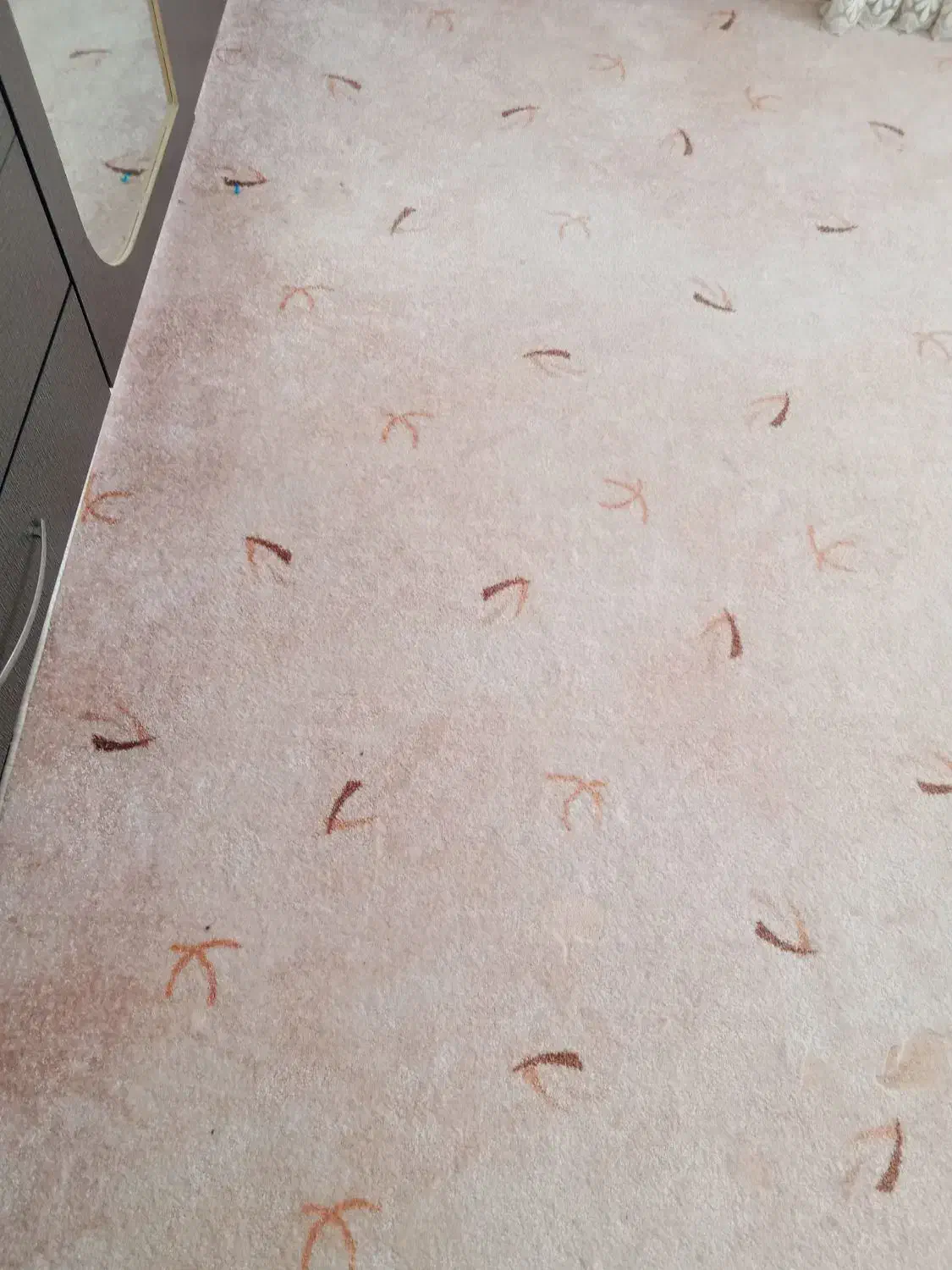 پالاز موکت|موکت|مریوان, |دیوار