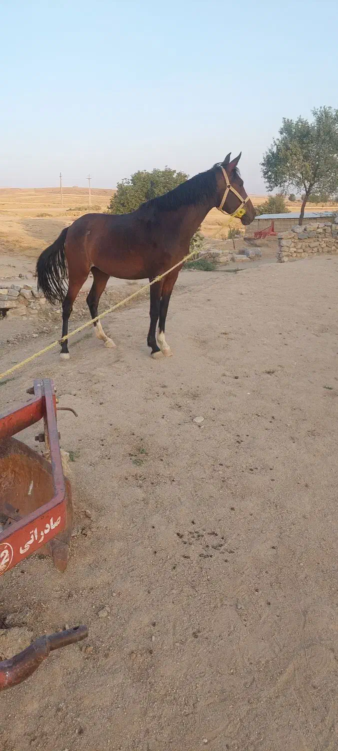 مادیان|اسب و تجهیزات اسب‌سواری|بروجرد, |دیوار