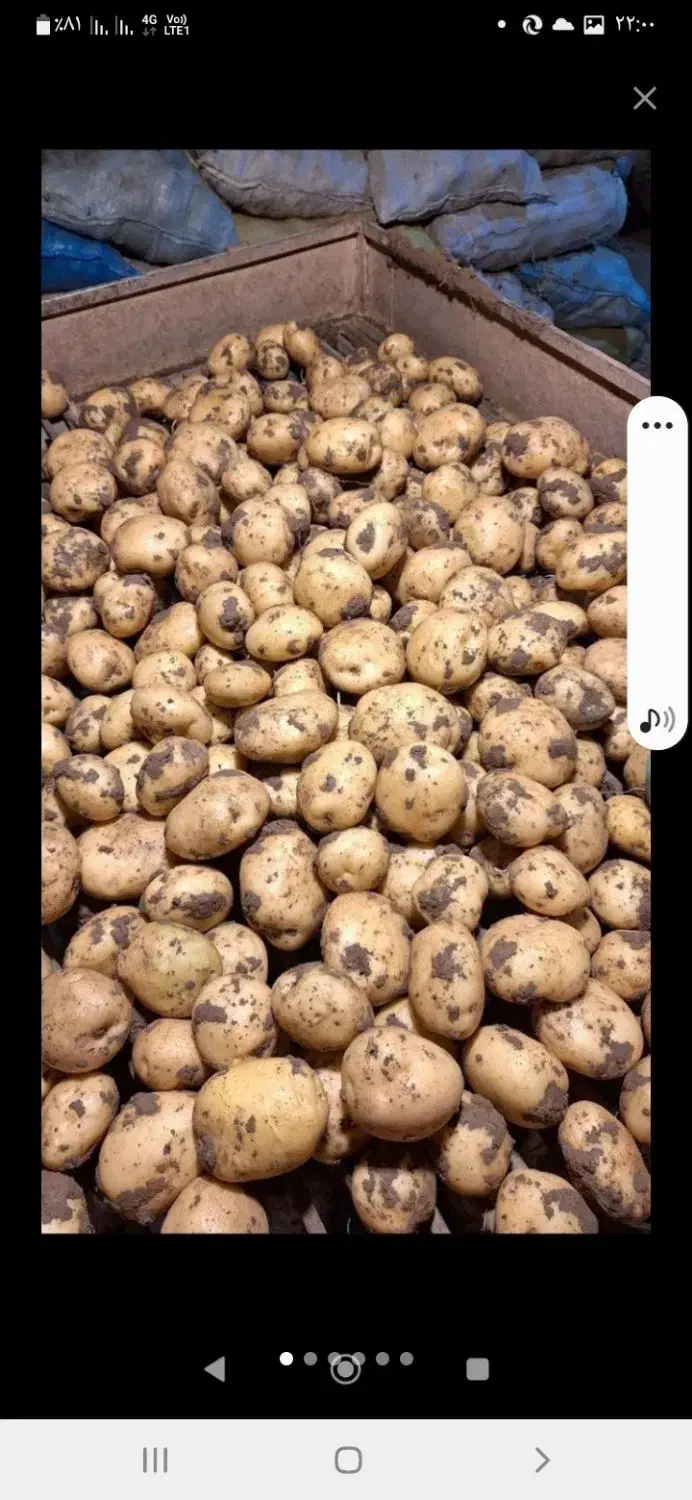 سیب زمینی|خوردنی و آشامیدنی|دهگلان, |دیوار