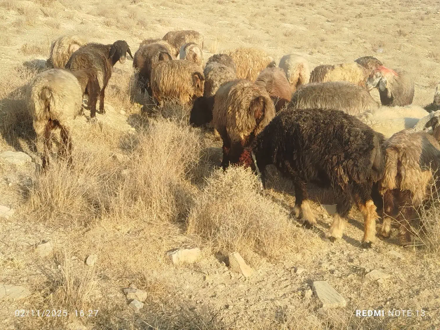 50راس میش آبستن ترکی یک دست جوان با 1قوچ|حیوانات مزرعه|شیراز, احمدآباد|دیوار