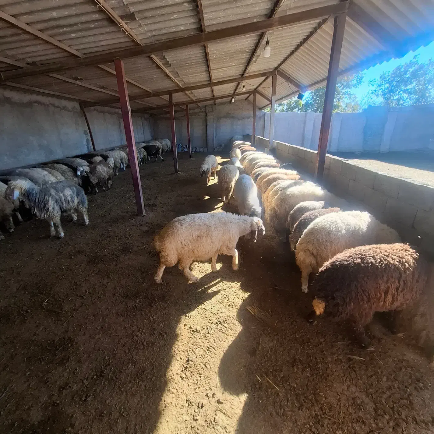 بره نر پرواری|حیوانات مزرعه|ثلاث باباجانی, |دیوار