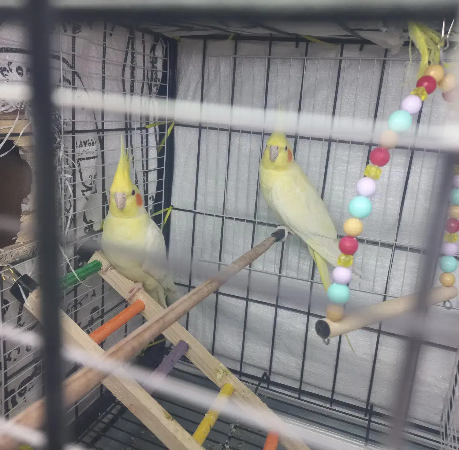 عروس هلندی زعفرانی|پرنده|آبدانان, |دیوار