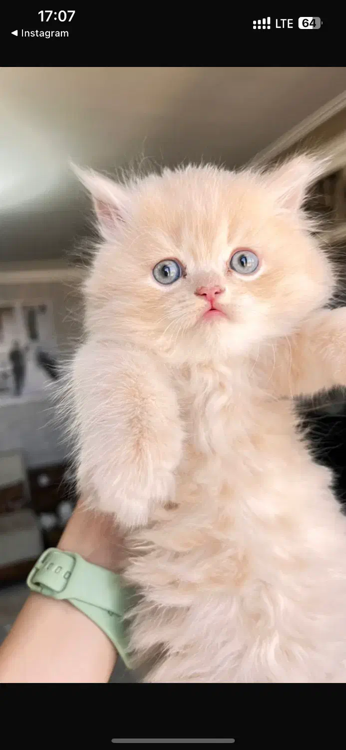 گربه اشرافی|گربه|مرودشت, پشت سایپا|دیوار