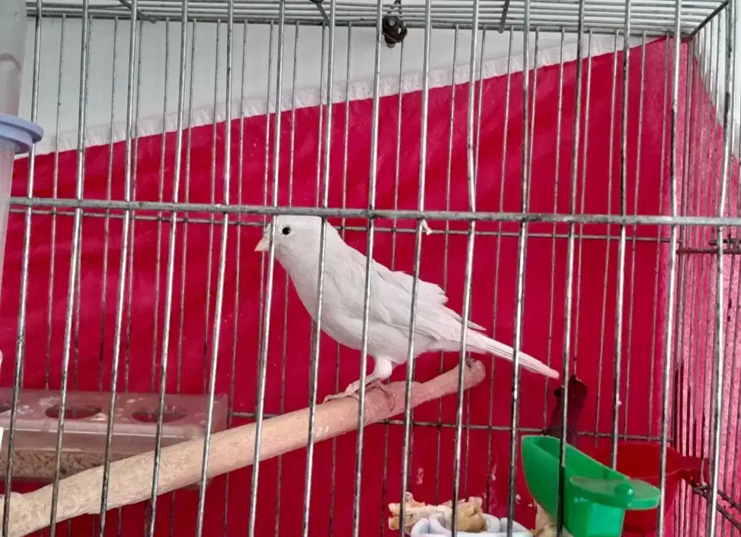 یک جفت قناری سیلور جوان مست مست|پرنده|مرودشت, ژیان|دیوار