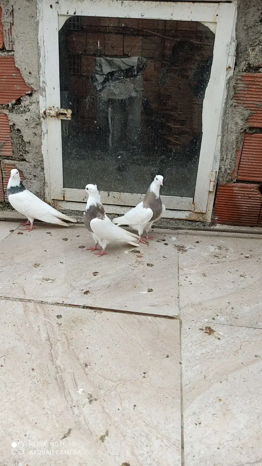 کبوتر طوقی|پرنده|مریوان, |دیوار