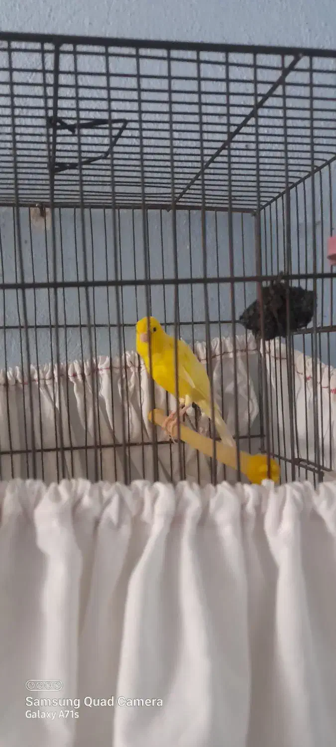 فروش فن و قناری|پنکه و تصفیه‌کنندهٔ هوا|جهرم, |دیوار