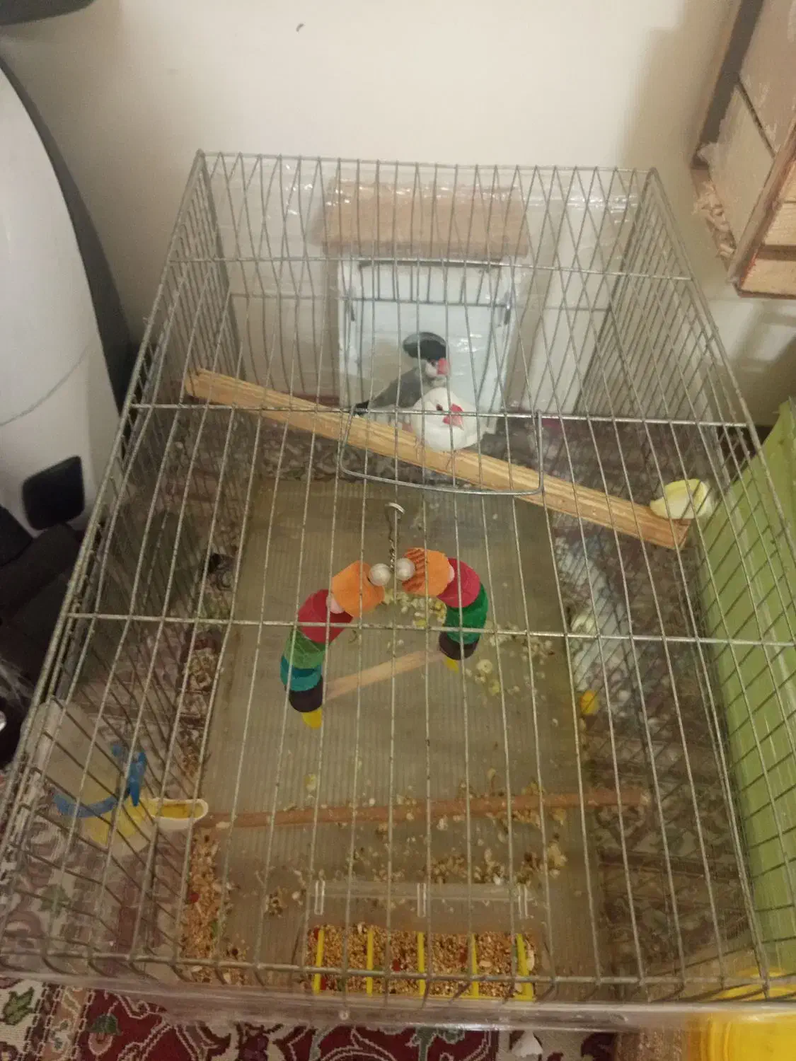 فنچ نرگسی جفت|پرنده|اسلامشهر, مسکن مهر اسلاشهر (شهرک امام خمینی)|دیوار