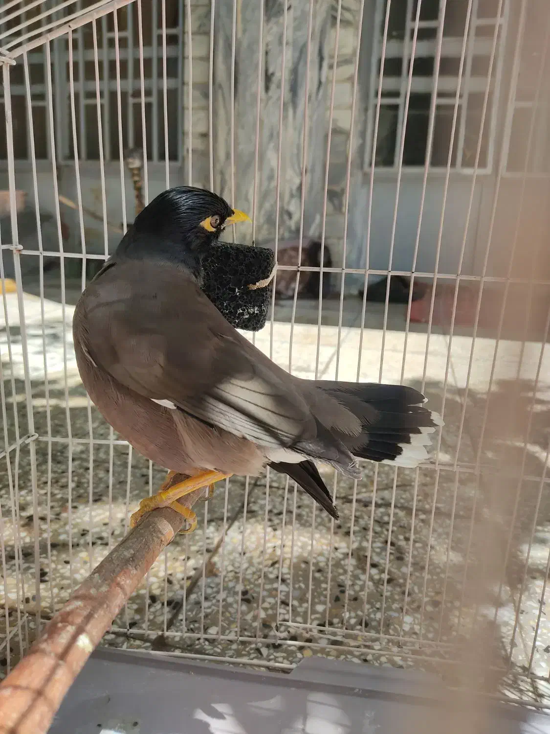 مرغ مینا (پر حرف)|پرنده|ویسیان, |دیوار