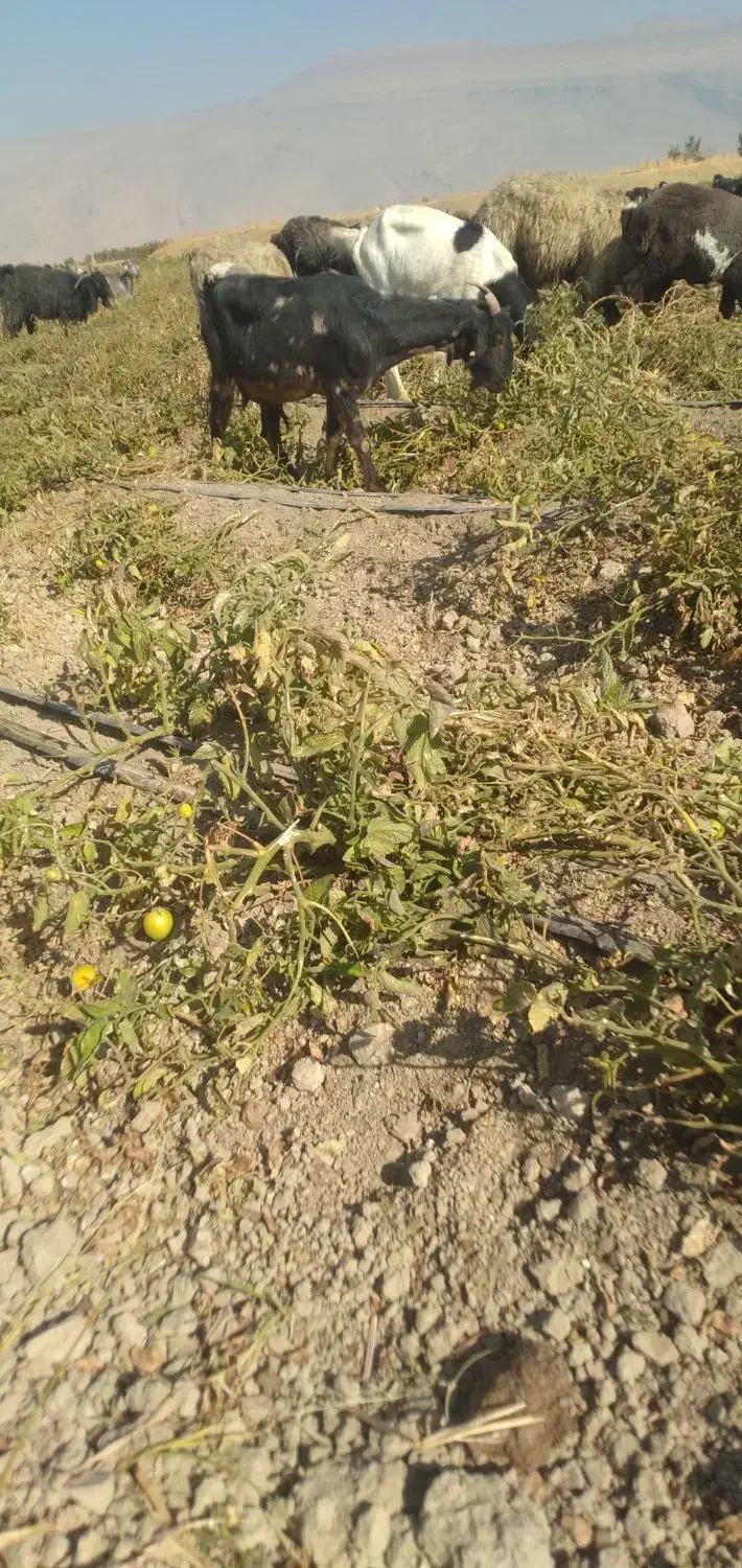 بزترکی ابستن|حیوانات مزرعه|مرودشت, مجد آباد|دیوار