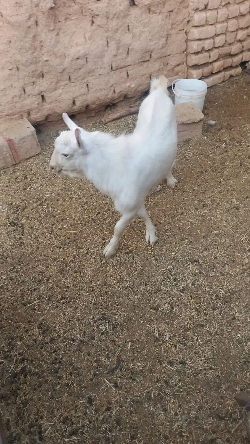 بزغاله نر سانن|حیوانات مزرعه|میمه, |دیوار