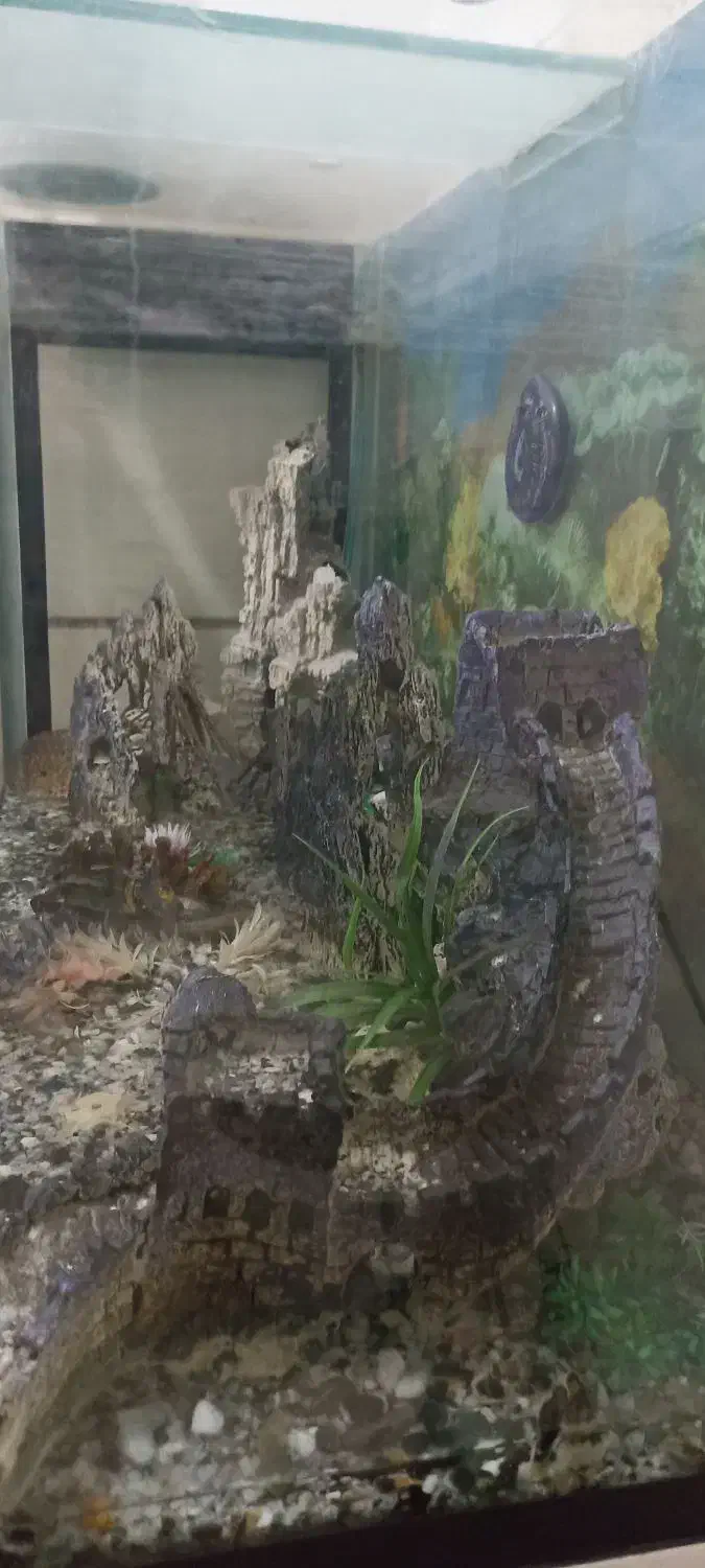 آکواریوم  بزرگ|ماهی|ملارد, |دیوار