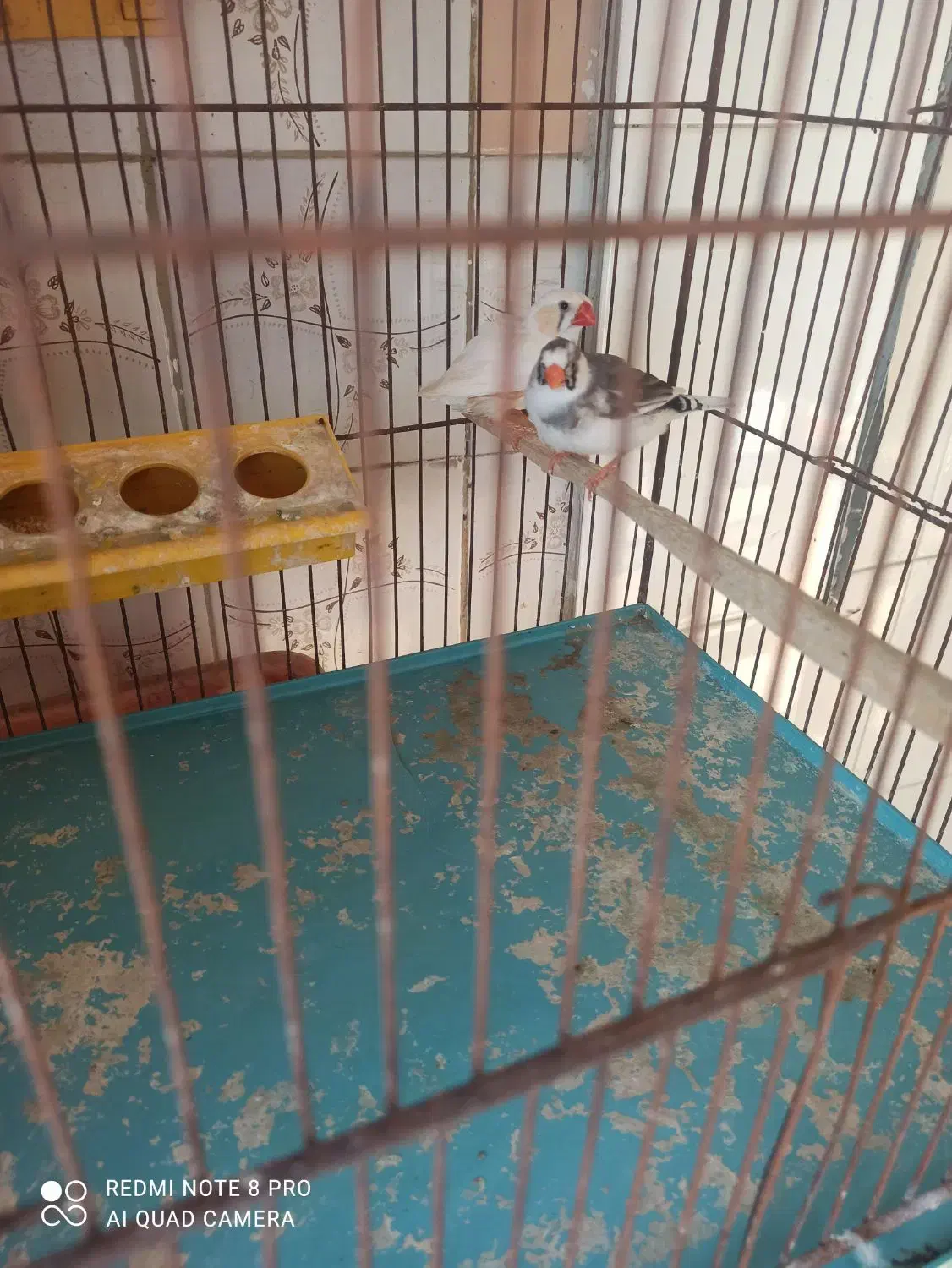 پرنده|پرنده|سلماس, |دیوار