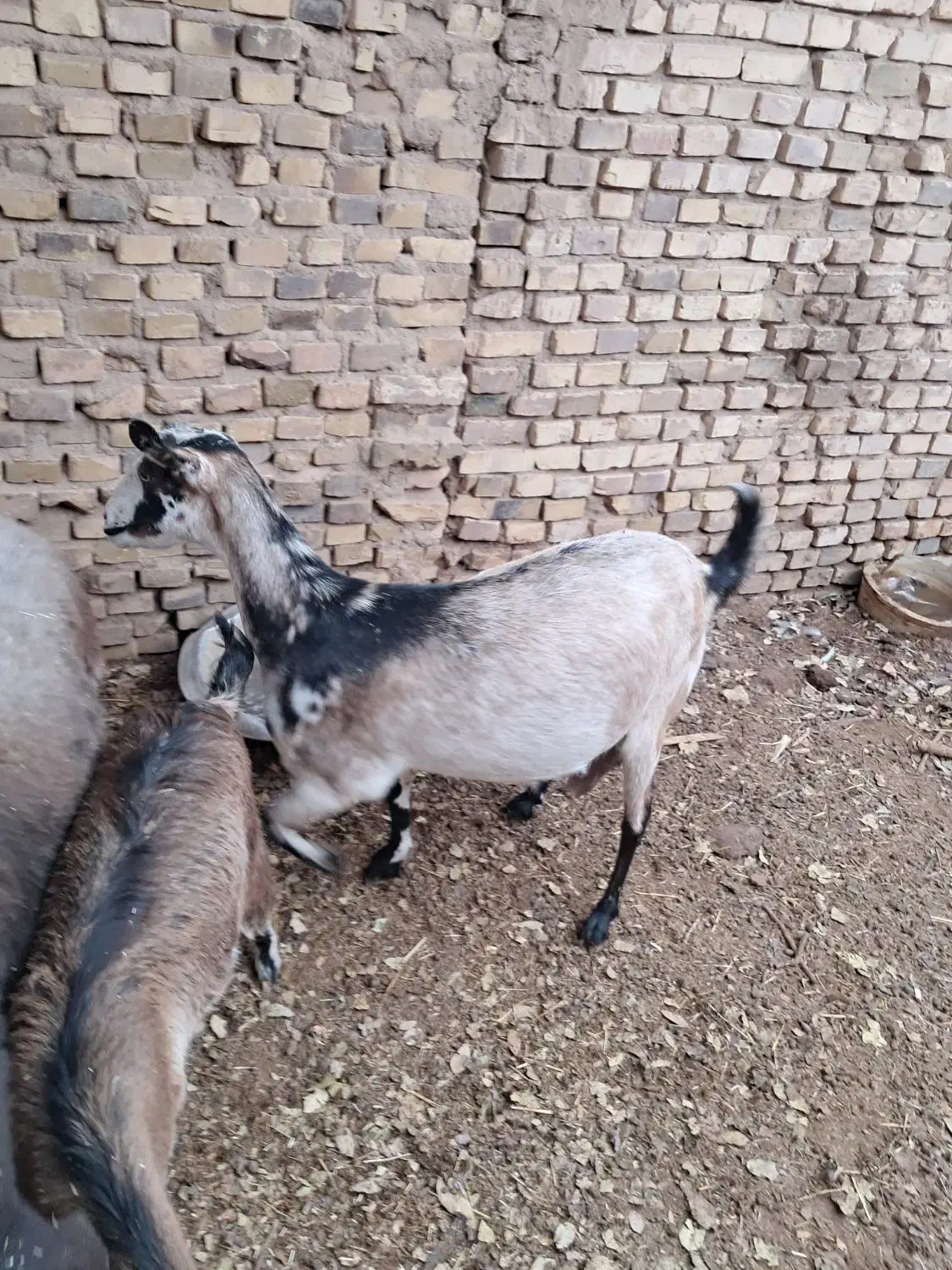 یک راس بز دورگ ابستن سنگین|حیوانات مزرعه|اردکان, |دیوار