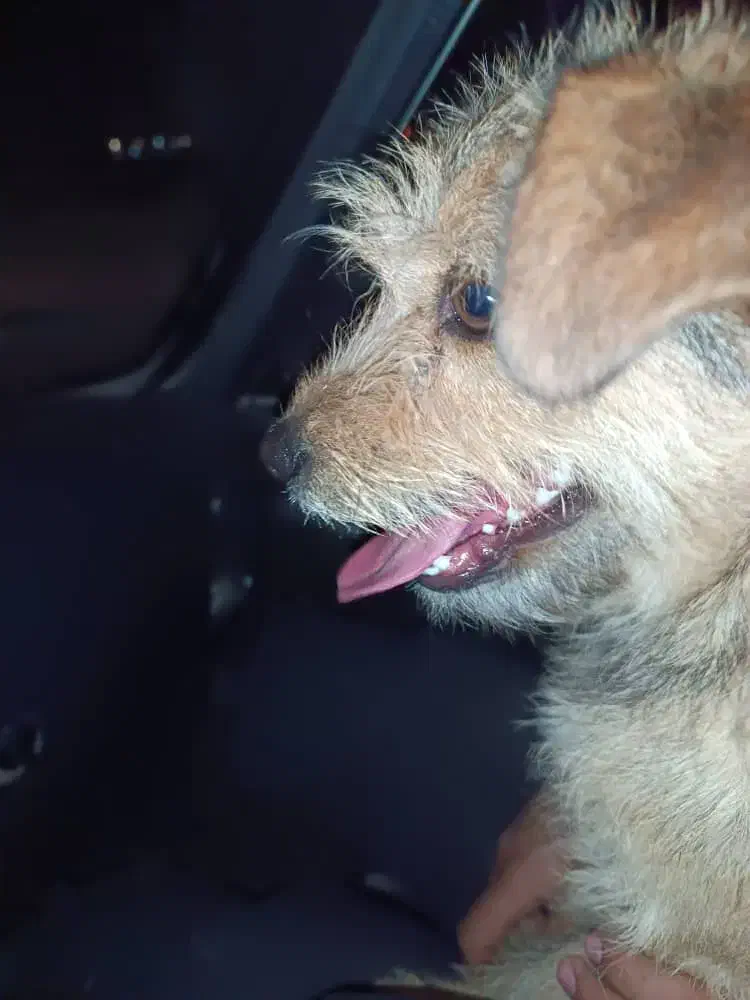 سگ خانگی زیبا و باهوش واکسن زده شناسنامه دار|سگ|کرمانشاه, |دیوار