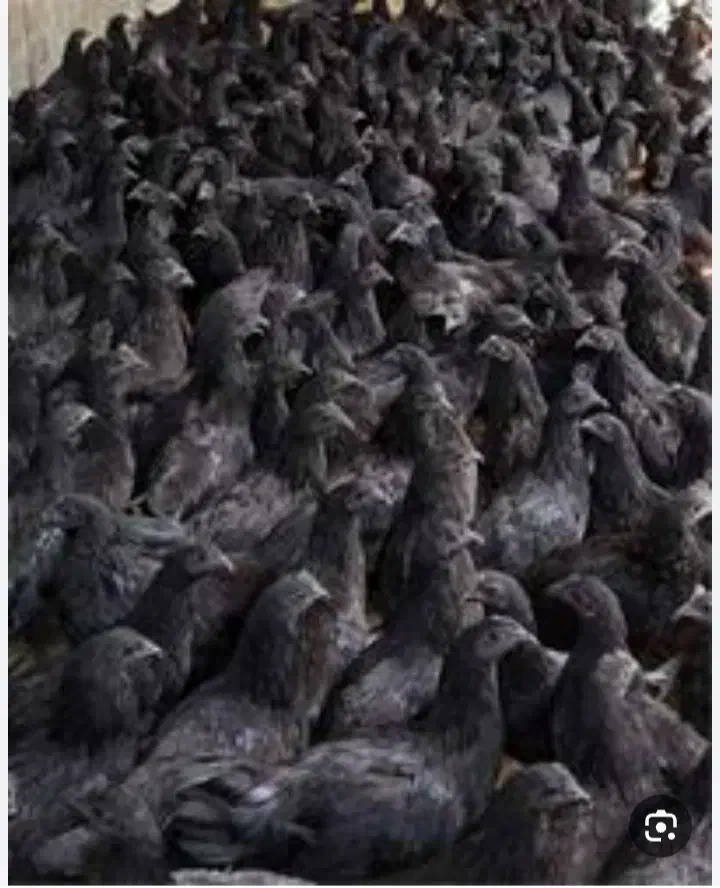 جوجه بومی دم طلا|حیوانات مزرعه|تهران, آرژانتین|دیوار