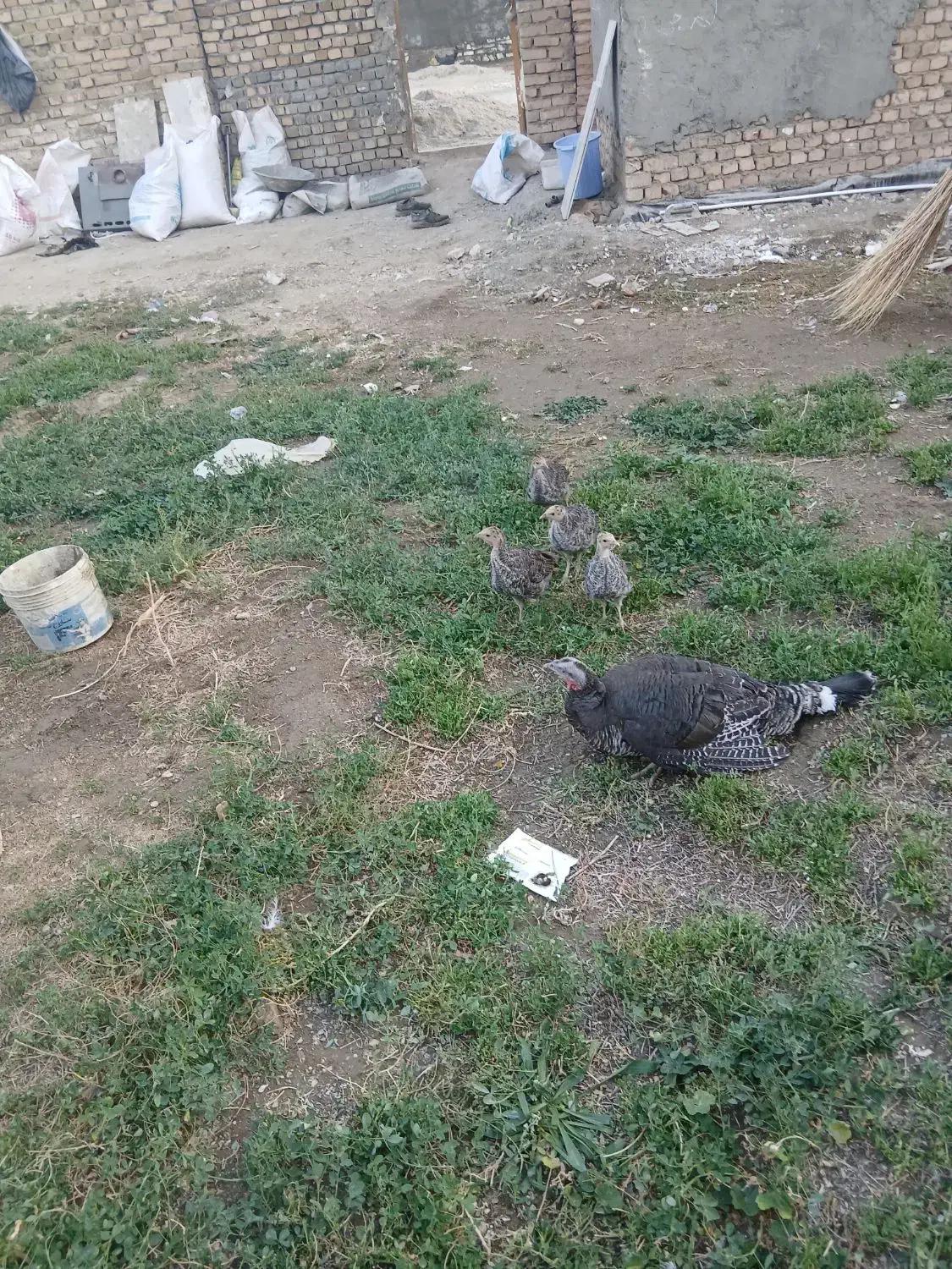 بوقلمون|حیوانات مزرعه|بروجرد, |دیوار