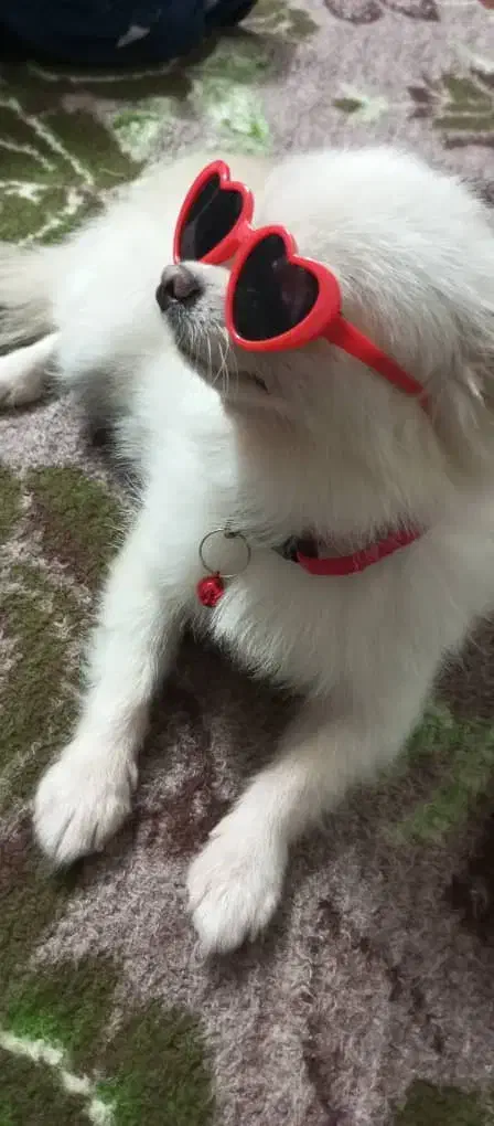 سگ پامرین|سگ|یزد, |دیوار