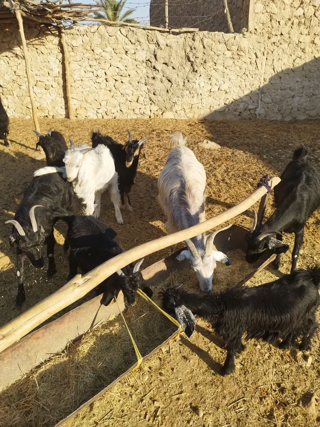 بز داشتی|حیوانات مزرعه|فراشبند, |دیوار