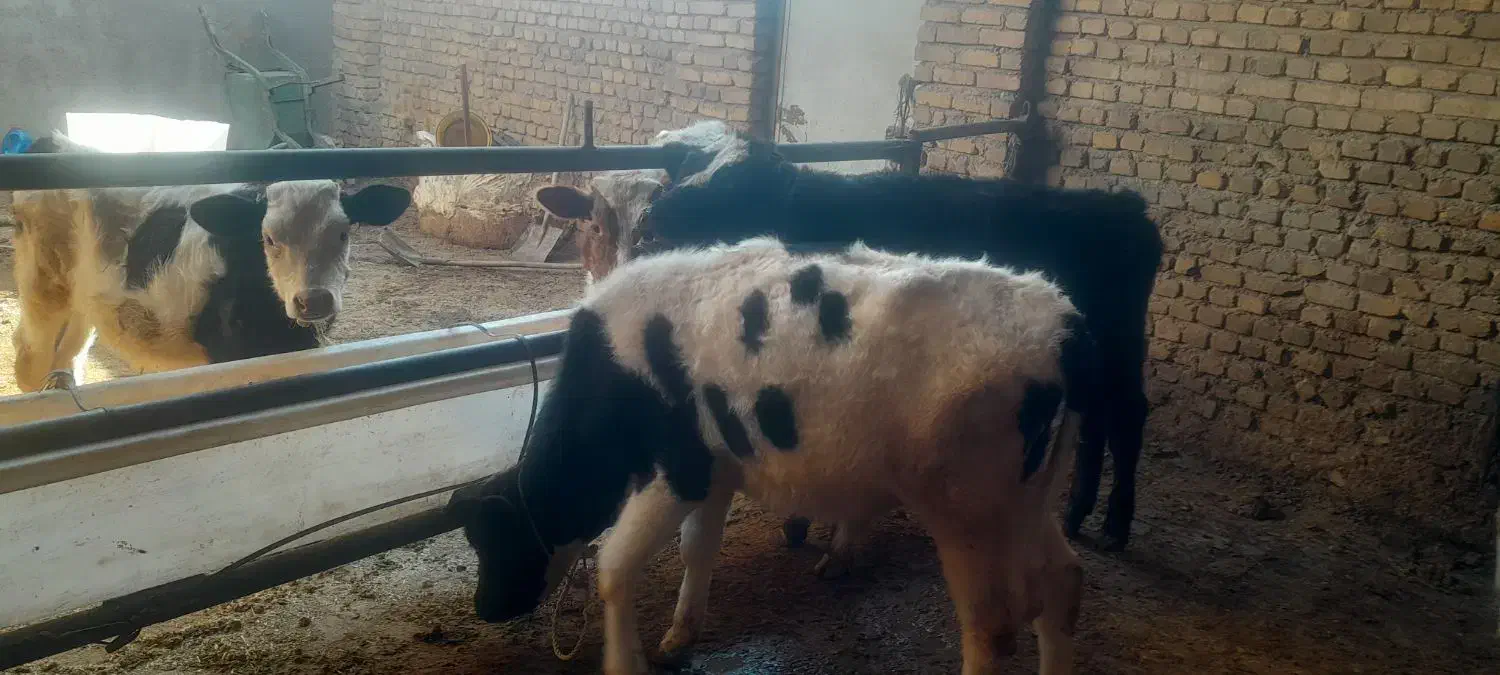 گوساله نر|حیوانات مزرعه|اشتهارد, |دیوار