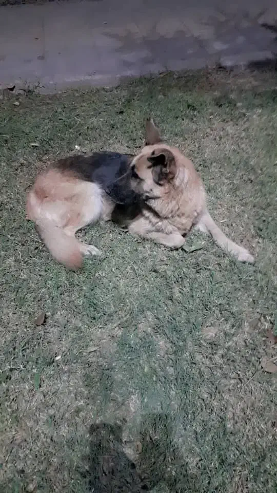 سگ ژرمن شپر|سگ|تهران, شهرک غرب|دیوار